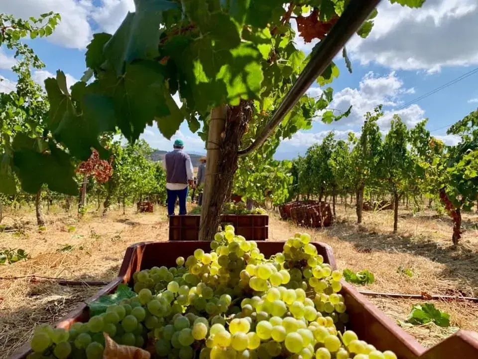 Private Half Day Gastronomy and Olive oil tasting in Chania — Estate Historya