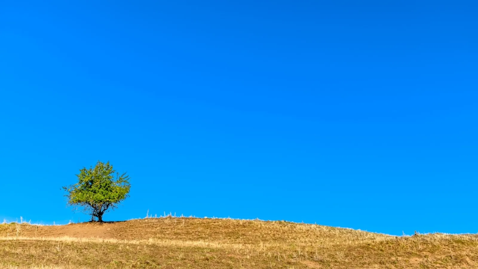 green tree on brown grass field under blue sky during daytime